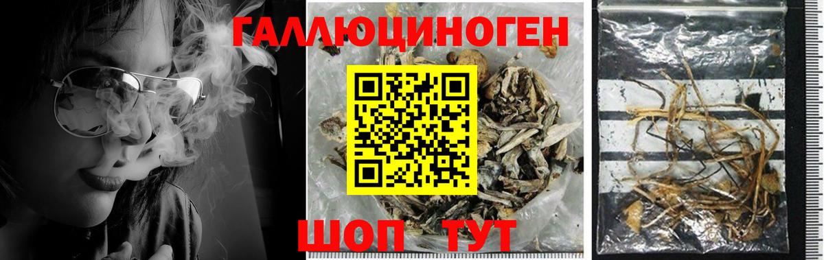 Галлюциногенные грибы Psilocybe  Тайшет  Галлюциногенные грибы Psilocybe 