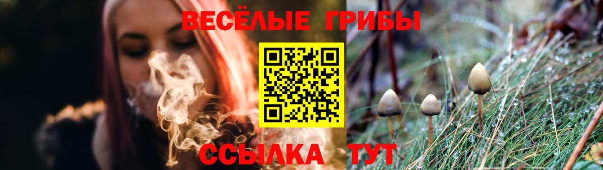 Псилоцибиновые грибы Psilocybe Тайшет